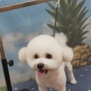 그루밍아이엠 이미지