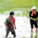 (마감) <열일곱번째> 농촌일손돕기 밤따기 공지 이미지