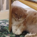 집사의하루 강남점 | 강남역 고양이카페 데이트하기 좋은 집사의하루 강남점