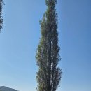 두그루나무 이미지