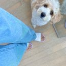 D00833 | [패션] 보라색 매니아는 주목해 주세요! 키치한 FILA 슬리퍼 끼돈내산 (품번 1SM00833D)