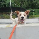 용인시 동물보호센터 이미지