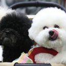 보성통증동물병원 이미지