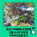 용산-104 | 용산구 이태원동 조경업체 건물 소나무 전정 및 가지치기 비용 후기