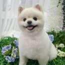 러블리펫그루밍 이미지