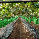 유창농장 이미지