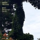 넝쿨 이미지