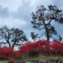 신진도조이 이미지