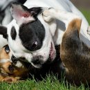 서현동물병원 이미지