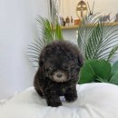 강남고양이 분양 히어로펫 | 추후가 기대되는 실버푸들 <독산동,구로,인천애견분양> 마리켄넬