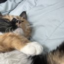 동물병원 비헤이브 이미지