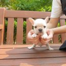 광주강아지분양 고양이분양 펫왕국 이미지