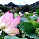 해평 금호리 이미지