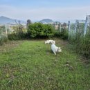 진도애견훈련소 이미지