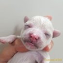 대한켄넬 이미지