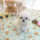 꽃강아지 이미지