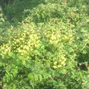 뱃고동 민박 이미지