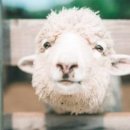 해피알프스 이미지