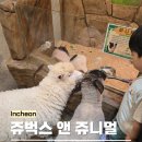 서창남순환로216번길1L | 인천 실내 동물원 아이와 가볼만한곳 특별한 체험 쥬벅스 앤 쥬니멀