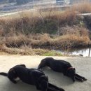 모전자전 이미지