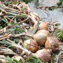 요셉농장 이미지