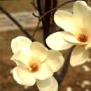 심곡초등학교 이미지