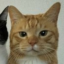 비스트로마리오 네이버블로그