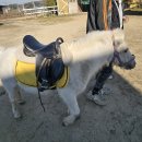 궁평항로 | [화성/궁평캠프] 즉흥으로 알아보고 간 어린이 승마체험