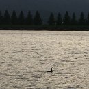 강아지 대공원 이미지