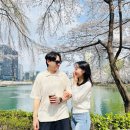 쟁골공원 | 서울벚꽃명소 2026년 석촌호수 벚꽃 축제 기간 및 방문 후기