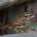 (4)- Birds of World---- Bunting)-- 이미지