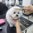 애견미용사 3급 자격증 과정 1 네이버블로그