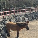 신진카서비스 | 제주도 모녀여행(빌리카, 마노르블랑, 산방굴사, 보롬사진관)(feat. NOL 협재 오션뷰 숙소 꿈의바다)