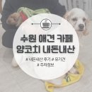 양코치 애견카페 이미지