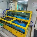 군산활어회 이미지