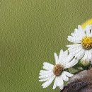 꽃;향기로 Daum카페