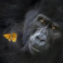 자연속의 펫 이미지