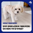 부일동물병원 네이버블로그