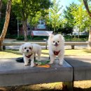 아이펫살롱 이미지