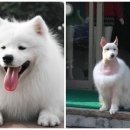 두곡 이미지