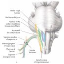 미주신경(vagus nerve)에 대하여 이미지