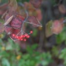 덜꿩나무[ Viburnaceae (산분꽃나무과) ＞ Viburnum (산분꽃나무속) ＞ erosum (덜꿩나무)] 이미지