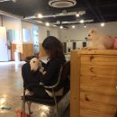 달중이네 펫호텔 이미지