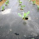 거리농장 이미지