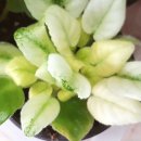 도도버드 이미지