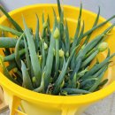 자연과환경 | <침묵의 봄>자연과 환경에 대한 생각과 행동을 변화시키는 책