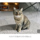 길고양이 치료 위해 1100만원 모은 주민들…‘줄냥이’ 이미지