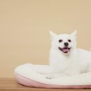 캣파라다이스 일산점 이미지