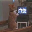I love Boxing.......Don't disturb me..! 이미지