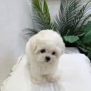 화이트 패밀리 켄넬 | 청라,부평 강아지분양샵추천 귀여운 말티푸분양, 입양센터 마리켄넬